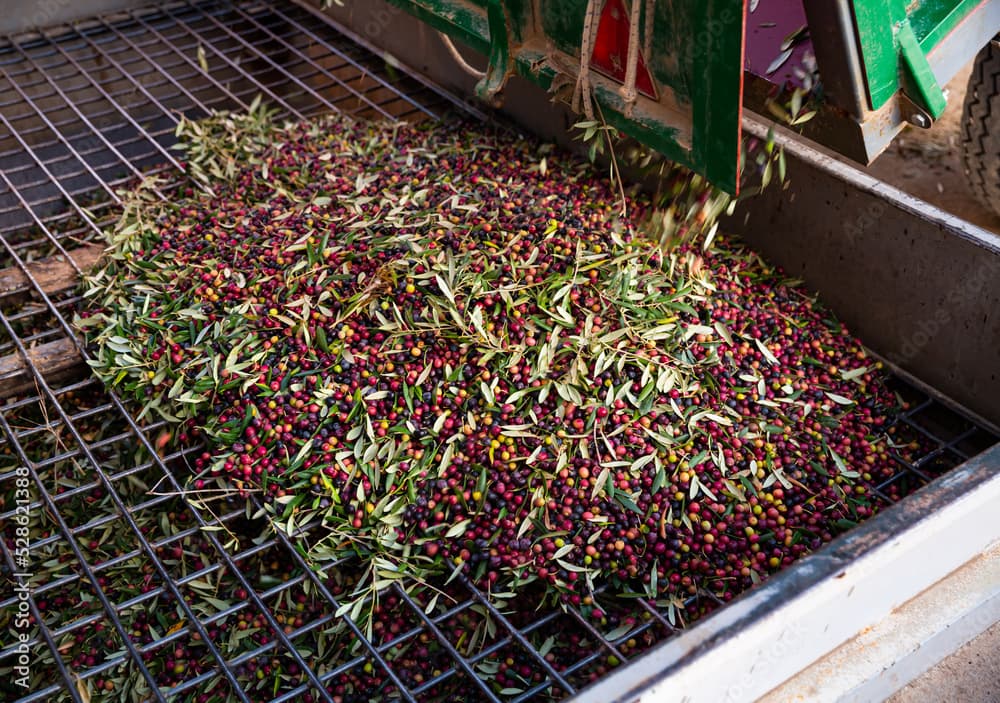 Olive Harvesting