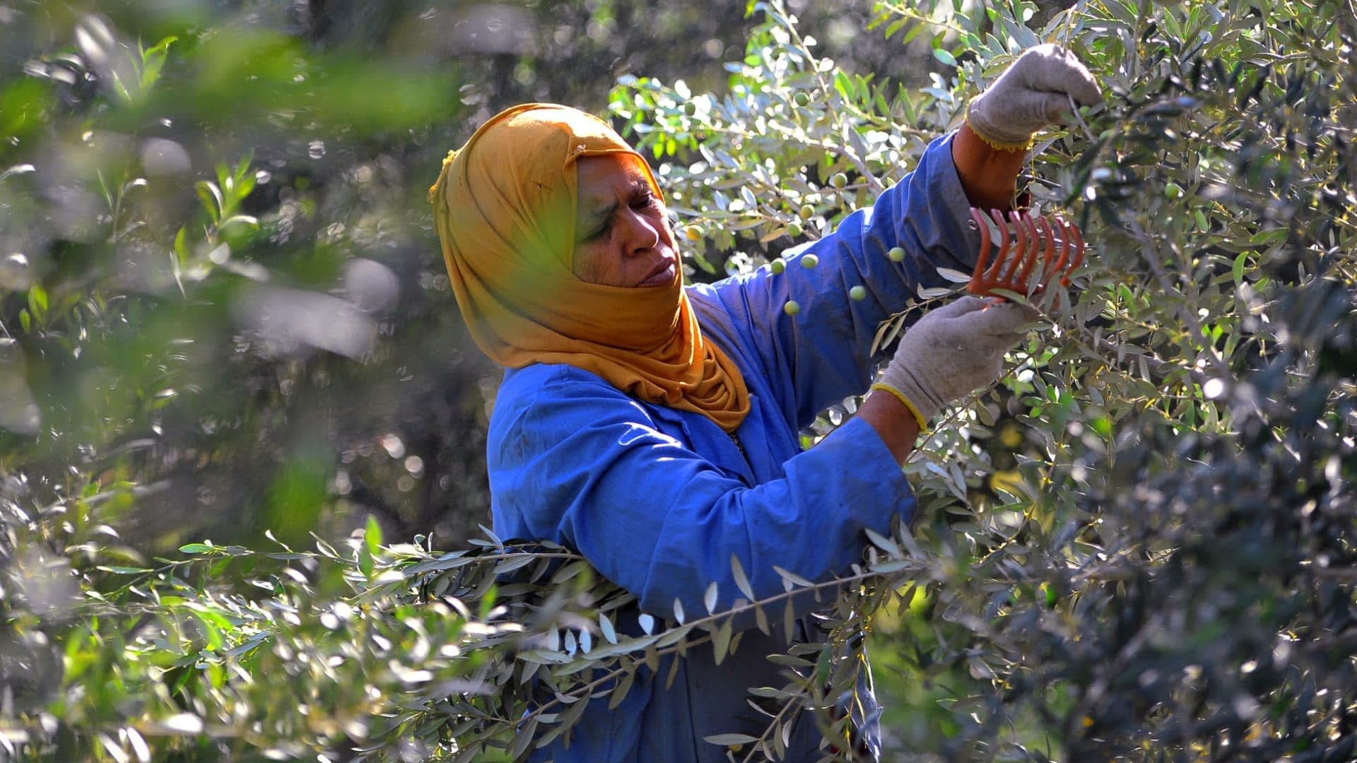 Olive Harvesting